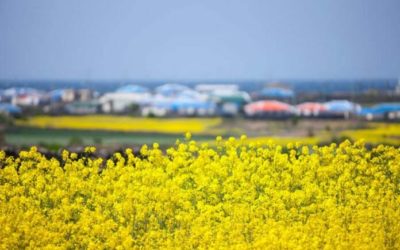 5 Lễ hội hoa mùa xuân tuyệt đẹp trên đảo Jeju