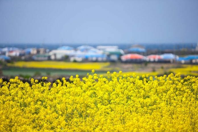 Những lễ hội hoa mùa xuân tuyệt đẹp trên đảo Jeju