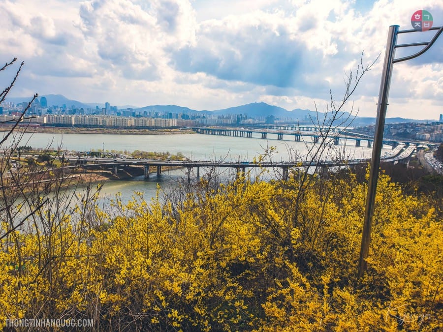 Hoa chuông vàng (còn gọi là hoa mai Mỹ) nở rực rỡ trên núi Eungbongsan ở thủ đô Seoul