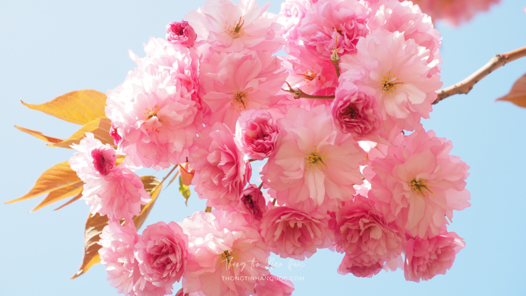 Hoa anh đào kép ở Hàn Quốc, mùa xuân ở Hàn Quốc