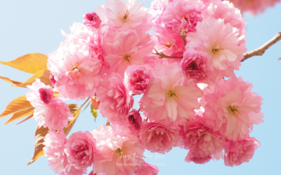 5 điểm ngắm hoa anh đào kép đẹp nhất Hàn Quốc