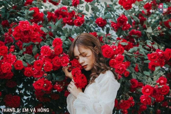 Những bộ ảnh tuyệt đẹp với hoa hồng tháng 5 ở Hàn Quốc