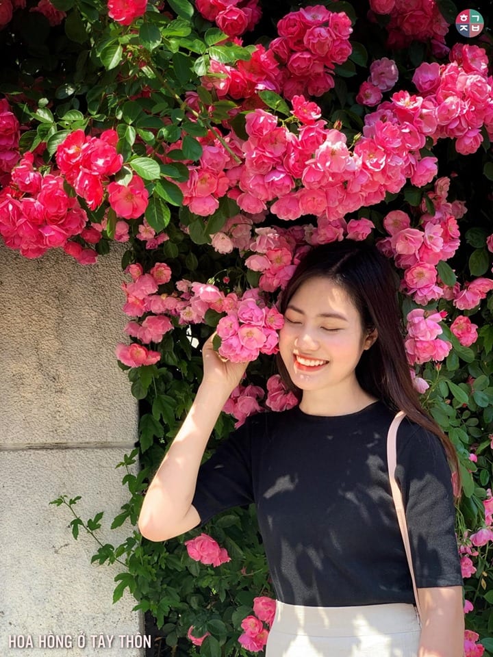 Những bộ ảnh tuyệt đẹp với hoa hồng tháng 5 ở Hàn Quốc
