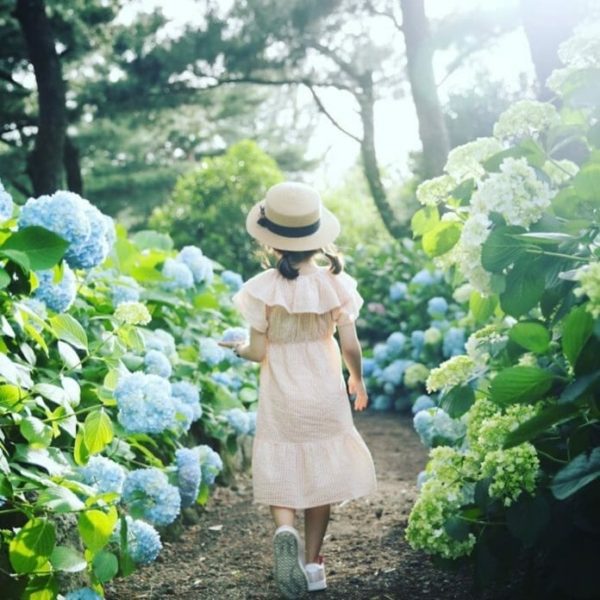 10 điểm ngắm hoa cẩm tú cầu nhất định phải đến ở Jeju. Du lịch Hàn Quốc tháng 7