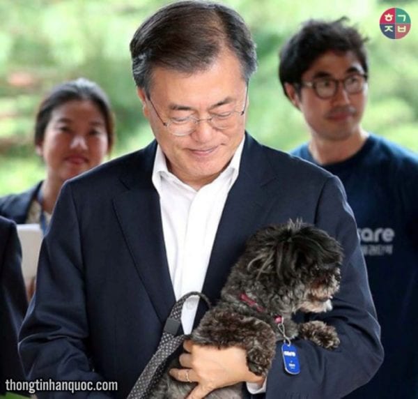 Chó ở Hàn Quốc cũng phải đăng kí chứng minh