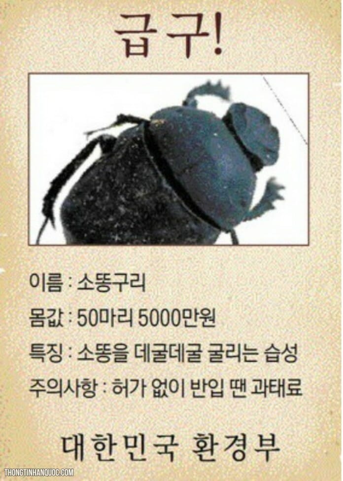 Bọ hung tuyệt chủng ở Hàn Quốc, phải thu mua với giá 1 triệu KRW/con