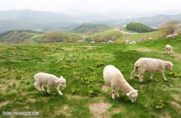 Hai trang trại đẹp nhất tỉnh Gangwon