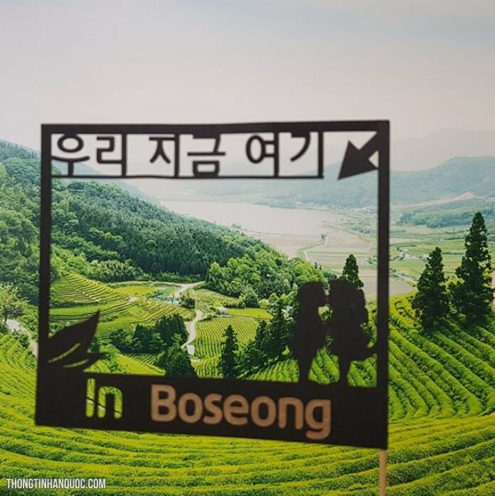 Tip chụp ảnh đẹp ở đồi chè Boseong