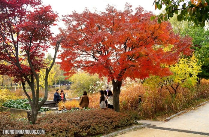 5 điều lãng mạn nhất định phải trải nghiệm ở sông Hàn vào mùa thu