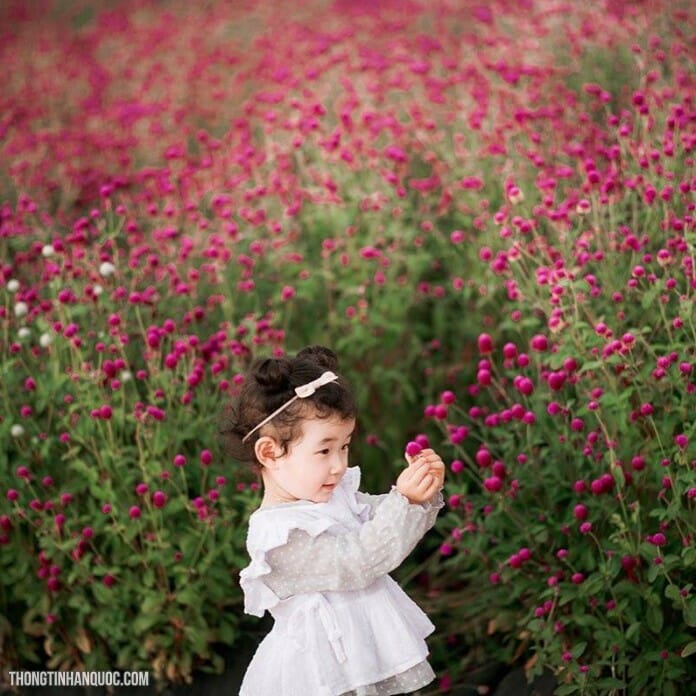 Lễ hội cỏ hồng mulley và thiên nhật hồng ở thành phố Yangju