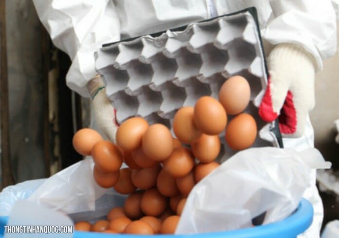 Bí mật trên vỏ trứng gà ở Hàn Quốc