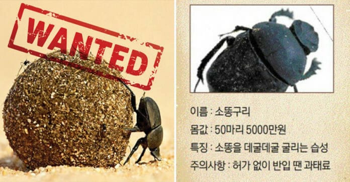 Hàn Quốc bọ hung tuyệt chủng, phải thu mua với giá 1 triệu KRW/con
