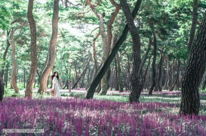 Tóc tiên rừng ở cố đô Gyeongju