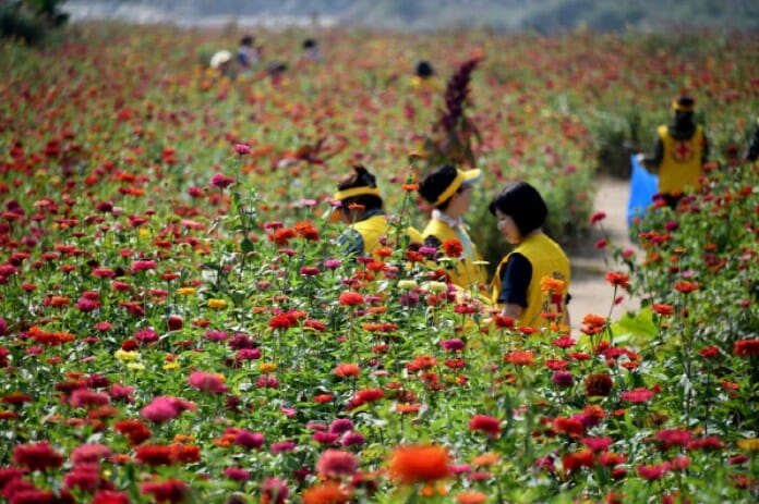 Lễ hội Cúc ngũ sắc tỉnh Gangwon