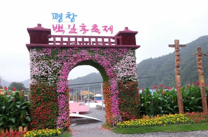 Lễ hội Cúc ngũ sắc tỉnh Gangwon