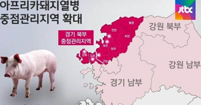 Xem Hàn Quốc xử lý dịch tả lợn châu Phi như thế nào