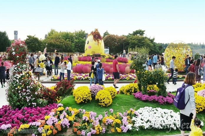 Lễ hội hoa thu miễn phí công viên hồ Ilsan, Goyang