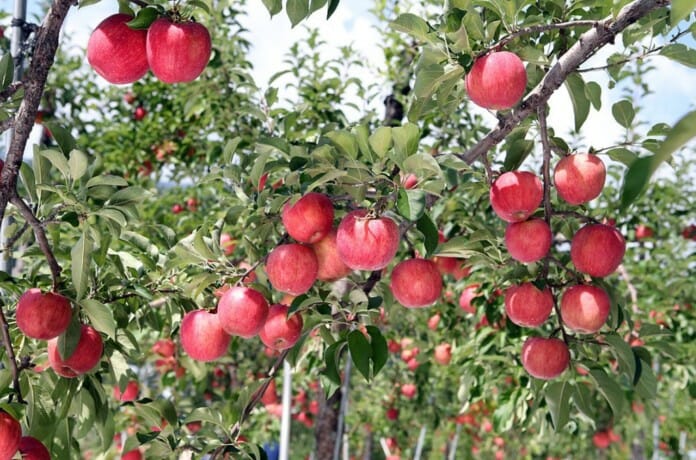 5 nông trại trải nghiệm hái táo vào mùa thu ở Hàn Quốc