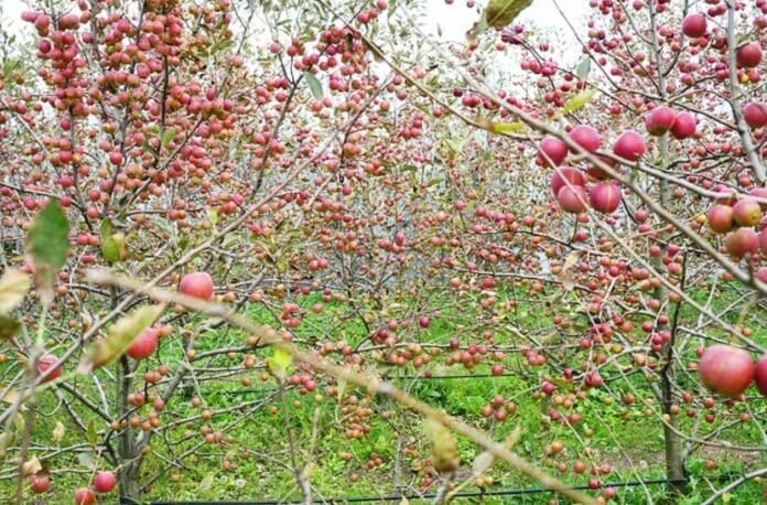 5 nông trại trải nghiệm hái táo vào mùa thu ở Hàn Quốc
