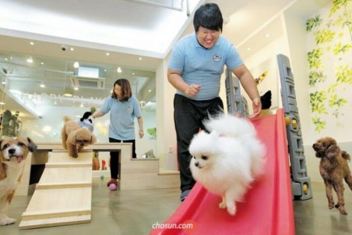 Không chỉ trẻ em, thú cưng Hàn Quốc cũng được đi học mẫu giáo