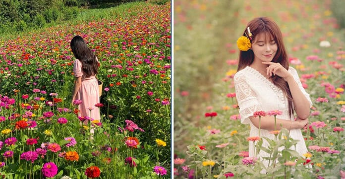 Lễ hội 10 triệu bông hoa Bách Nhật Hồng ở Pyeongchang, Gangwon