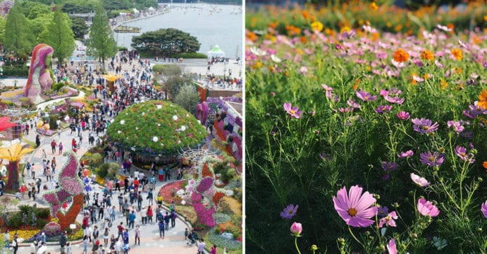 Lễ hội hoa mùa thu miễn phí trong công viên hồ Ilsan ở thành phố Goyang