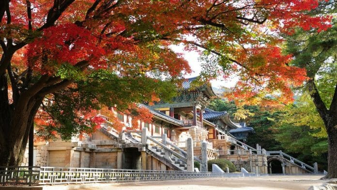 Chùa Bulguksa ở cố đô Gyeongju với hàng cây lá phong đỏ rực khi vào thu.