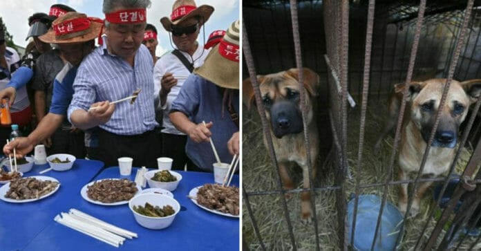 Hàn Quốc chính thức cấm thịt chó ở thủ đô Seoul từ tháng 11/2019