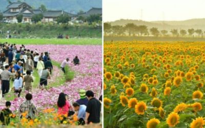 Lễ hội hoa mùa thu bên sông Hwangnyong ở Jeonnam