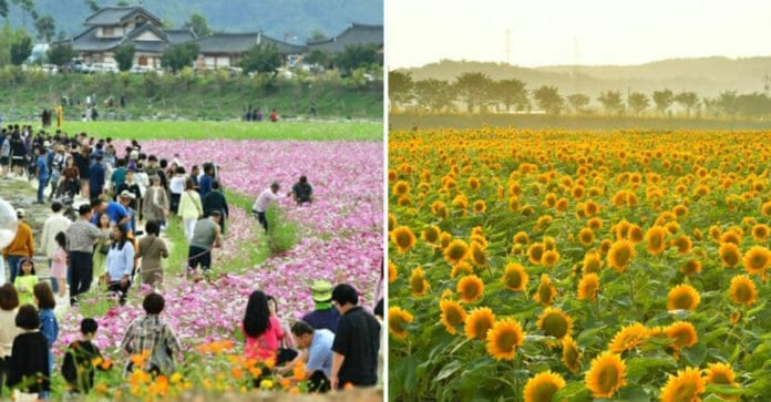 Lễ hội hoa mùa thu bên sông Hwangnyong ở Jeonnam