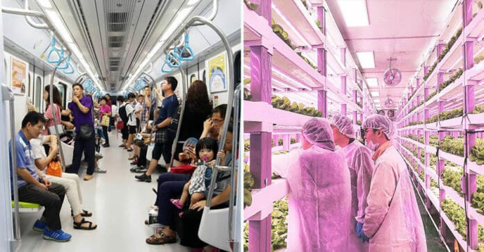 Seoul thí điểm thành công và chuẩn bị nhân rộng trang trại rau xanh tự động dưới ga tàu điện ngầm