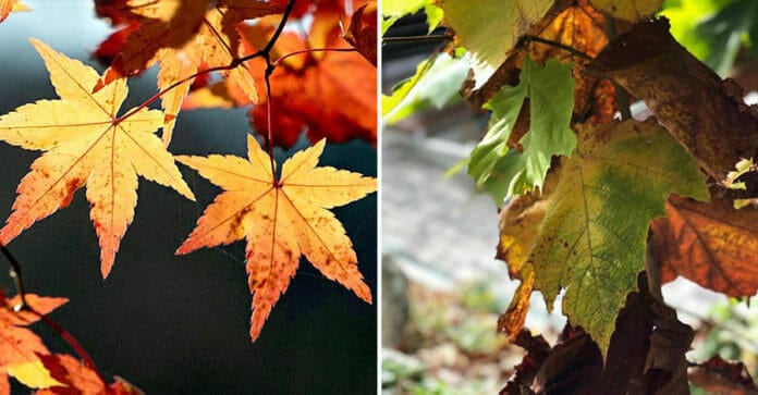 Điểm tên những loài cây nổi bật của mùa thu Hàn Quốc