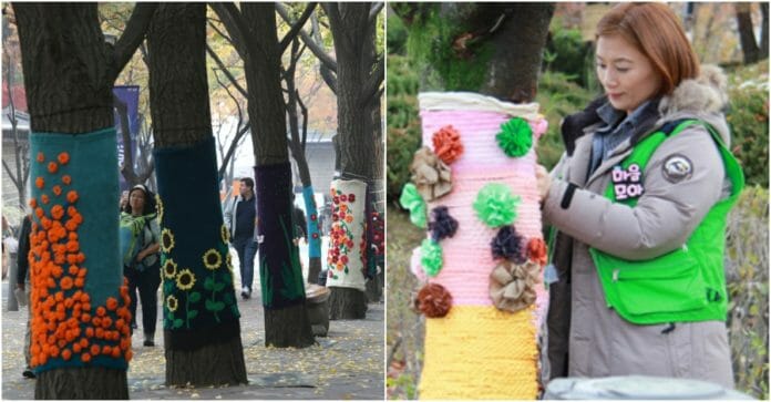 Cùng xem người Hàn Quốc mặc áo cho cây khi đông về