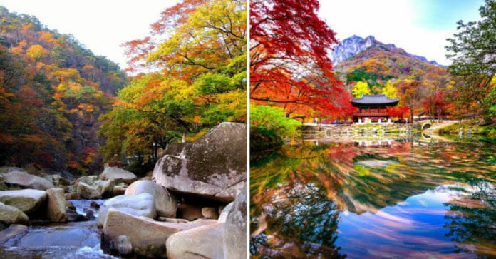 Mùa thu ở Naejangsan – Sobaeksan và các tỉnh phía Nam đang bước vào giai đoạn đẹp nhất