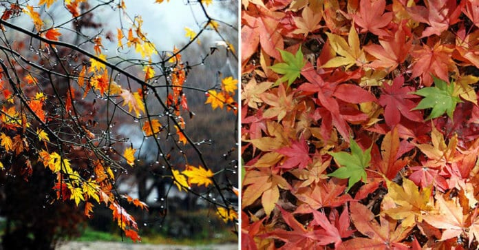Thời tiết tuần 3 tháng 11: Giao mùa, u ám cả tuần và có mưa, Seoul -6ºC, Gangwon -10ºC, Busan ấm áp