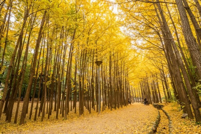 Hai hàng cây ngân hạnh vàng rực rỡ trên con đường mùa thu trong Rừng Seoul.