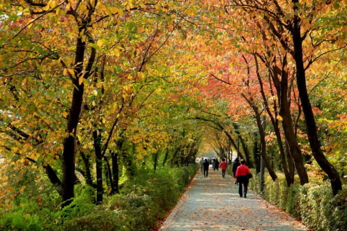 Mùa thu trên con đường đi bộ dọc theo bờ suối Yangjae ở thủ đô Seoul.