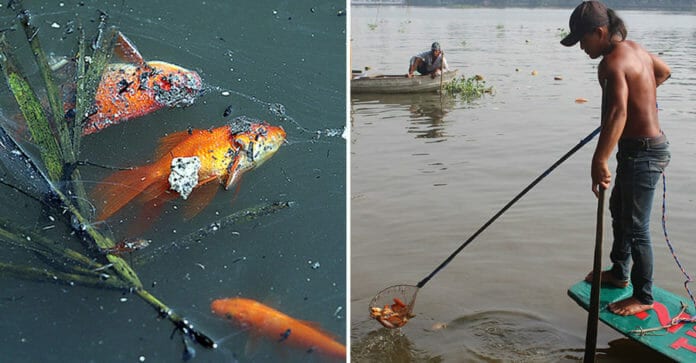 Hình ảnh thả cá chép trong ngày Tết ông Táo ở Việt Nam, bên phóng sinh, bên chích điện