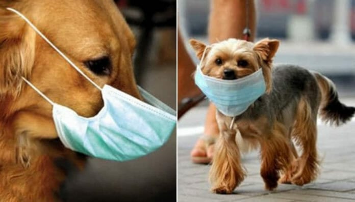 COVID-19: Hong Kong phát hiện lần đầu tiên thú cưng cũng bị nhiễm virus COVID-19