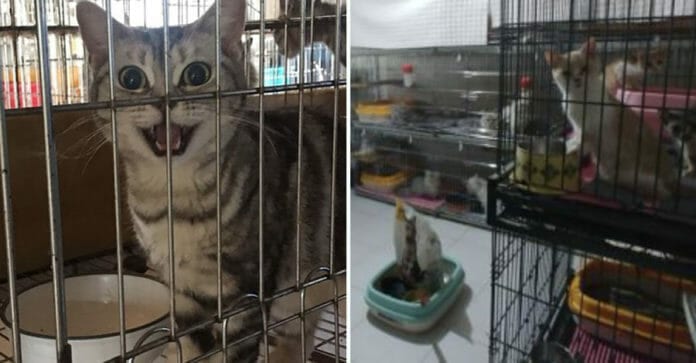 Phát hiện 400 chú mèo nuôi nhốt trong lồng sắt tại một tòa nhà ở Busan