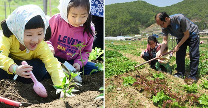 Seoul mời tham gia canh tác đầu xuân, cung cấp 6.940 lô đất nông trại thân thiện môi trường