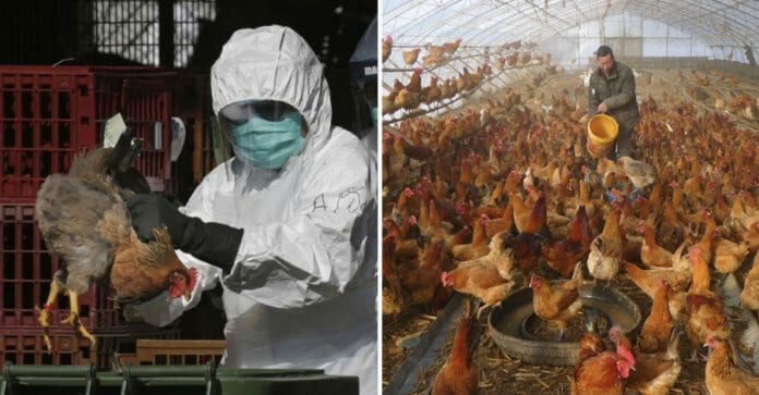 Virus Vũ Hán: Dịch chồng dịch, cúm gà H5N1 tái bùng phát, Trung Quốc phải tiêu hủy hơn 17.000 con gà