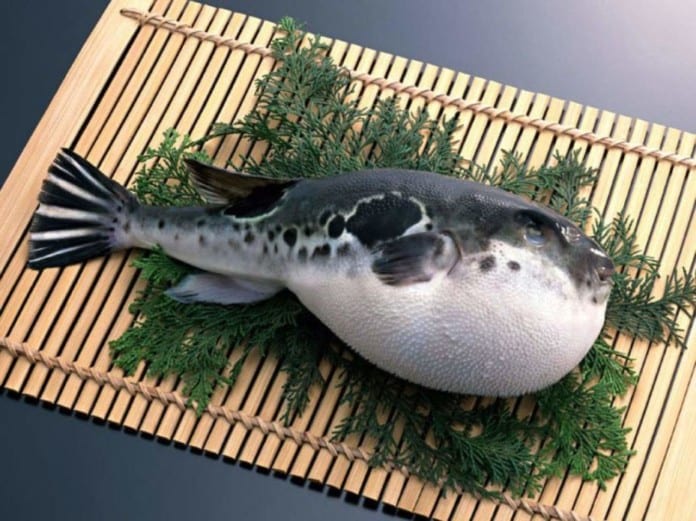 Kết quả hình ảnh cho fugu là gì