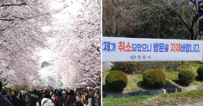 Đau lòng Jinhae, hoa anh đào đã nở, cấm dân chúng tụ tập, bán hàng quán