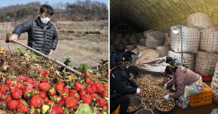 Nông dân Hàn Quốc bật khóc vì phải tiêu hủy hàng tấn dâu tây vì dịch bệnh