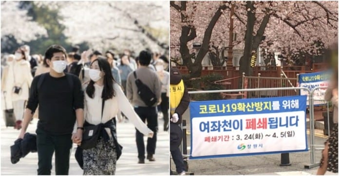 Người dân Hàn Quốc vẫn đổ xô đi ngắm hoa anh đào, bất chấp khuyến cáo giãn cách xã hội