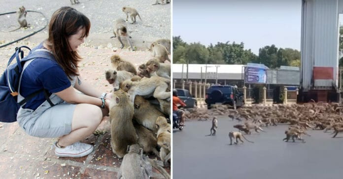 COVID-19: Vắng khách, khỉ trên đảo du lịch nổi tiếng ở Thái Lan đánh nhau vì miếng ăn