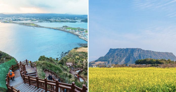 Loài "virus" đáng sợ hơn COVID-19 ở đảo Jeju khiến khách du lịch xa lánh