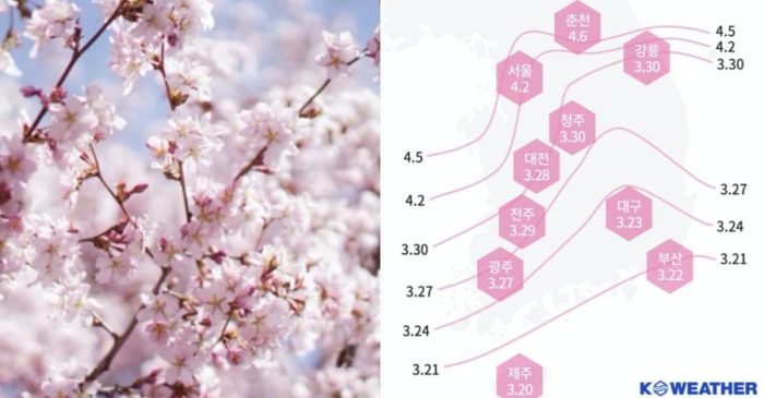 Lịch nở hoa anh đào mùa xuân 2020 - Dự kiến nở sớm từ 3 - 9 ngày