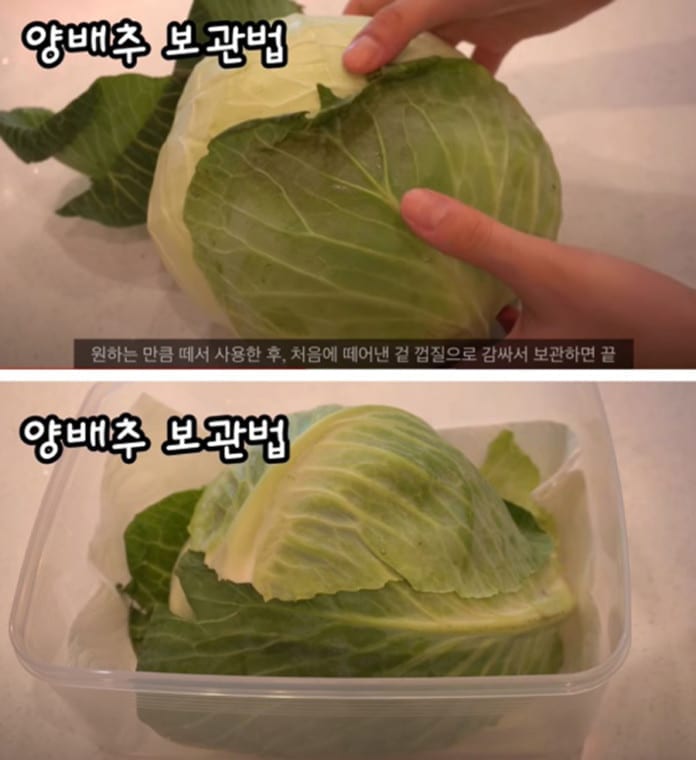A picture containing cabbage, food, lettuce

Description automatically generated